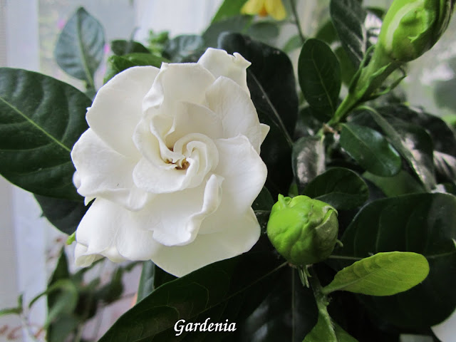 Гардения (Gardenia) - Page 7 - Форум HobbyKafe.com